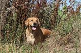 GOLDEN RETRIEVER 096